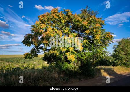 Gelb orange blühender Cedrela odorata Baum, auch bekannt als spanische Zeder Stockfoto