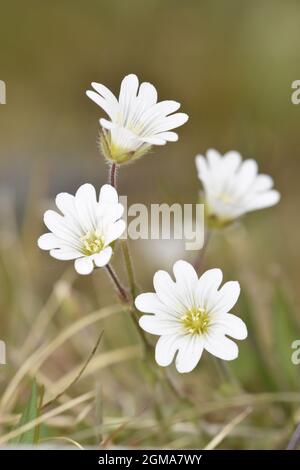 Alpine Mouse-Ear - Cerastium alpinum Stockfoto