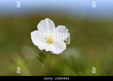 Moltebeere - Rubus chamaemorus Stockfoto