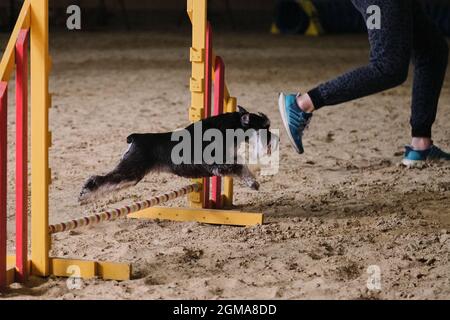 Geschwindigkeit und Agilität. Black and tan Miniature Schnauzer läuft schnell und springt bei Agility-Wettbewerben hoch über die Barriere. Besitzer arbeitet mit Hund im selben Team. Stockfoto