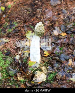 Gewöhnlicher Stinkhorn-Pilz (Phallus impudicus), Staffordshire, England, Großbritannien Stockfoto