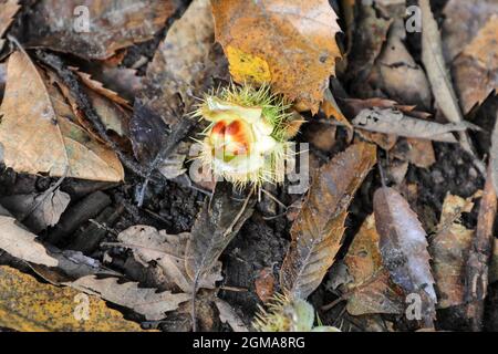 Ein Conker die Frucht oder der Samen eines Rosskastanie- oder Conkerbaums (Aesculus hippocastanum), England, Großbritannien Stockfoto