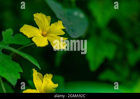 Gelbe Wald Bittermelone Blume mit grünem Laub Hintergrund, Naturkonzept Stockfoto