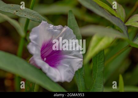 Violette und weiße Süßkartoffelblüten, die sich in einem heißen tropischen Feld befinden Stockfoto