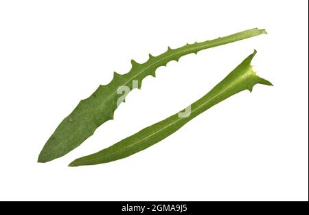 Herbst Hawkbit - Leontodon autumnalis Stockfoto