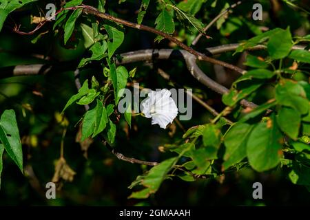 Hedge-Bindweed bei Metzger Marsh in Ohio Stockfoto