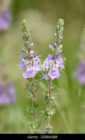 Heide-Ehrenpreis - Veronica officinalis Stockfoto