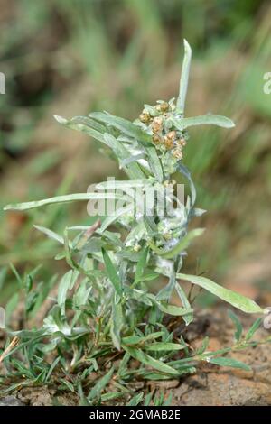 Marsh Cudweed – Gnaphalium uliginosum Stockfoto