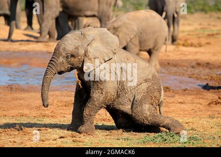 Ein niedliches Baby afrikanischen Elefanten (Loxodonta africana) spielen, Addo Elephant National Park, Südafrika Stockfoto