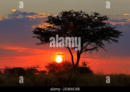 Malerischer Sonnenuntergang in der afrikanischen Savanne mit umschimmeltem Baum und rotem Himmel, Südafrika Stockfoto