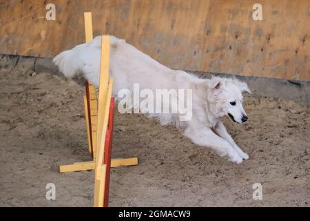 Geschwindigkeit und Beweglichkeit, Sport mit Hund. Golden Retriever of Light Shade läuft schnell und springt bei Agility-Wettbewerben hoch über die Barriere. Stockfoto