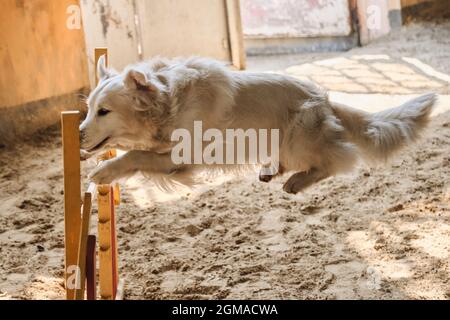 Geschwindigkeit und Beweglichkeit, Sport mit Hund. Golden Retriever of Light Shade läuft schnell und springt bei Agility-Wettbewerben hoch über die Barriere. Stockfoto