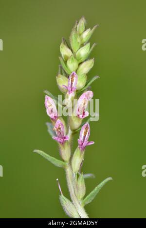 Rote Bartsia - Odontites vernus Stockfoto