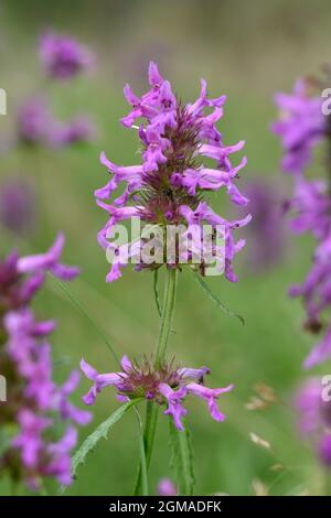 Betonie - Stachys officinalis Stockfoto