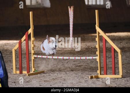 Geschwindigkeit und Beweglichkeit, Sport mit Hund. Jack Russell Terrier mit weißem Drahthaar läuft schnell und springt bei Agility-Wettbewerben hoch über die Barriere. Sehr aktiv Stockfoto