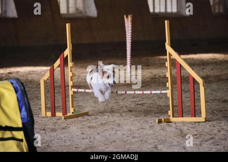 Geschwindigkeit und Beweglichkeit, Sport mit Hund. Jack Russell Terrier mit weißem Drahthaar läuft schnell und springt bei Agility-Wettbewerben hoch über die Barriere. Sehr aktiv Stockfoto