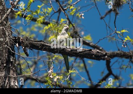 Kleiner grüner Papagei auf einem Baum Stockfoto