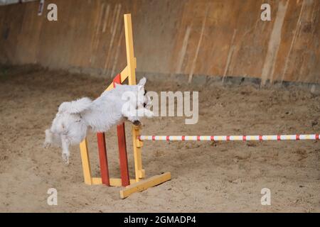 Geschwindigkeit und Beweglichkeit, Sport mit Hund. Jack Russell Terrier mit weißem Drahthaar läuft schnell und springt bei Agility-Wettbewerben hoch über die Barriere. Sehr aktiv Stockfoto