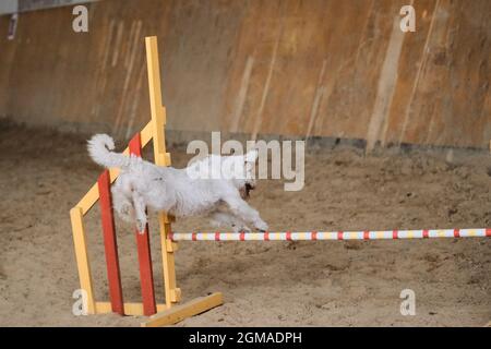 Geschwindigkeit und Beweglichkeit, Sport mit Hund. Jack Russell Terrier mit weißem Drahthaar läuft schnell und springt bei Agility-Wettbewerben hoch über die Barriere. Sehr aktiv Stockfoto