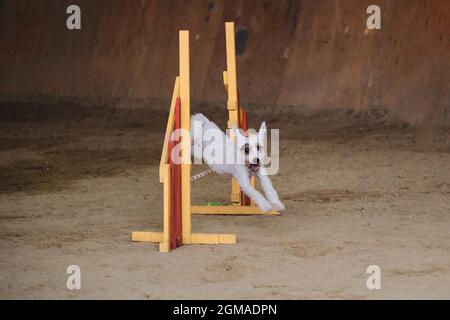 Geschwindigkeit und Beweglichkeit, Sport mit Hund. Jack Russell Terrier mit weißem Drahthaar läuft schnell und springt bei Agility-Wettbewerben hoch über die Barriere. Sehr aktiv Stockfoto