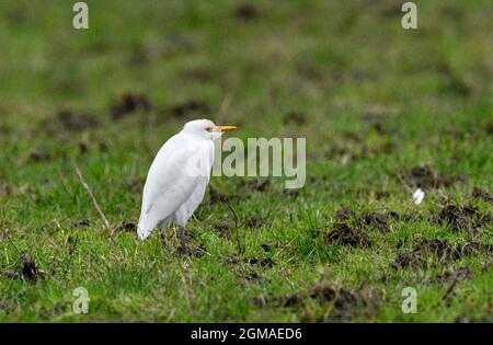 Kuhreiher - Bubulcus ibis Stockfoto