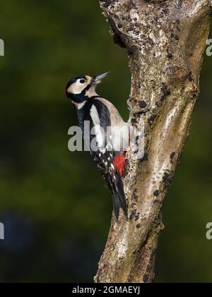Buntspecht - Dendrocopus großen Stockfoto