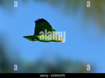 Fliederpapagei - Amazona finschi Stockfoto