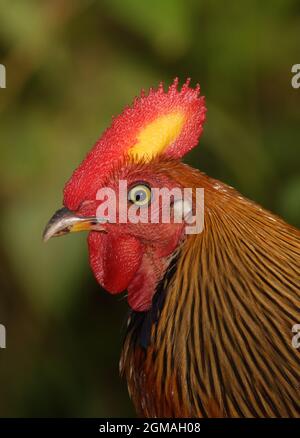 Sri Lanka Junglefowl (Gallus lafayettii) Nahaufnahme des Kopfes eines erwachsenen Mannes (Sri Lanka endemisch) Sinharaja Forest, Sri Lanka Dezember Stockfoto