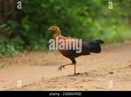 Sri Lanka Junglefowl (Gallus lafayettii) unreifes Männchen, das auf der Strecke läuft (Sri Lanka endemisch) Sinharaja Forest, Sri Lanka Dezember Stockfoto