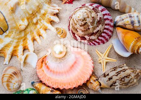 Die exotische Muschel. Schätze aus dem Meer Stockfoto