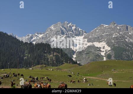 Ich habe von Pferden auf dem Feld in der Nähe der schneebedeckten Berge gehört Stockfoto