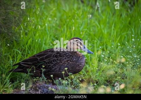 Schöne süße schwarze Pazifikente, die auf einem Stein auf dem Feld mit Stachelgras steht Stockfoto