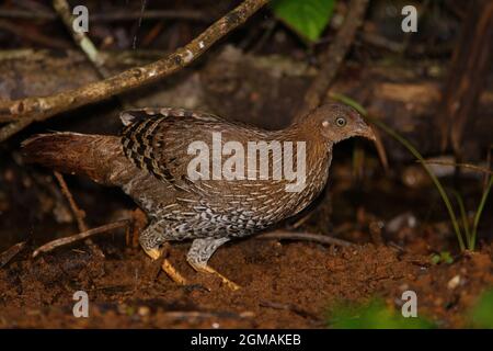 Sri Lanka Junglefowl (Gallus lafayettii) Erwachsene weibliche Kratzer im Schmutz für Nahrung (Sri Lanka endemisch) Sinharaja Forest, Sri Lanka Decem Stockfoto