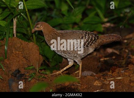 Sri Lanka Junglefowl (Gallus lafayettii) Erwachsene weibliche Kratzer im Schmutz für Nahrung (Sri Lanka endemisch) Sinharaja Forest, Sri Lanka Decem Stockfoto