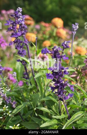 Salvia farinacea, der Salbei aus Mehlbecher oder Salbei, eine wunderschöne, lila blühende Blume in einem Blumenbeet im Park. Stockfoto