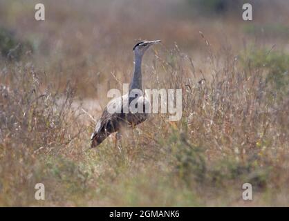 Großer indischer Bustard (Ardeotis nigriceps) erwachsenes Weibchen im langgrasigen Gujarat, Indien November Stockfoto