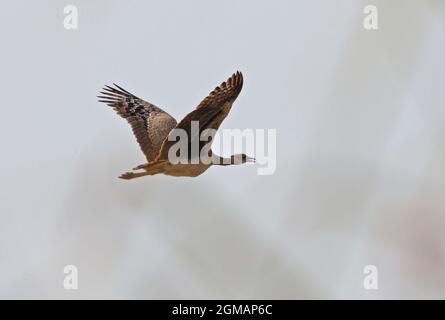 Bengal Florican (Houbaropsis bengalensis bengalensis) erwachsenes Weibchen im Flug in der Nähe von Roing, Arunachal Pradesh, Indien Februar Stockfoto