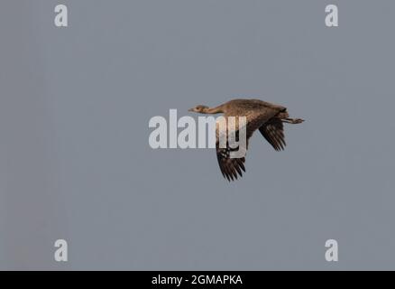 Bengal Florican (Houbaropsis bengalensis bengalensis) erwachsenes Weibchen im Flug in der Nähe von Roing, Arunachal Pradesh, Indien Februar Stockfoto