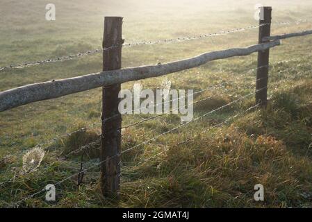 Herbstspinnen Netz auf einem ländlichen Zaun in der Morgensonne Licht Stockfoto