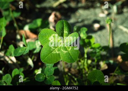 Fünf-Blatt-Kleeblatt, ein Symbol für Glück Stockfoto