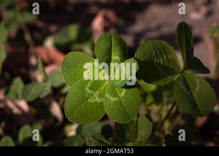 Fünf-Blatt-Kleeblatt, ein Symbol für Glück Stockfoto