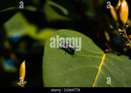 Calliphoridae auch bekannt als Luftfliegen, Luftfliegen, Aasfliegen, Blauflaschen, grüne Flaschen, Oder Cluster fliegt auf Syringa (Flieder) Blatt. Bugs Makro-ph Stockfoto