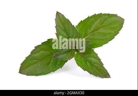 Frische Pfefferminze isoliert auf weißem Hintergrund. Minzblätter. Stockfoto