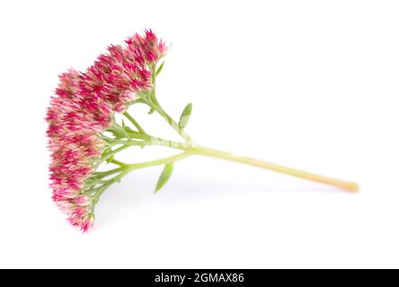 Sedum Blumen isoliert auf weißem Hintergrund. Hylotephium spectabile oder auffällige Steinpfe. Stockfoto