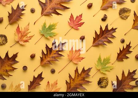 Herbstmuster aus Eichen- und Ahornblättern auf gelbem Hintergrund. Herbarium-Zusammensetzung Stockfoto