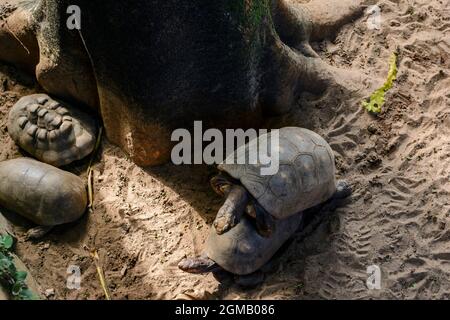 Schildkröte ist ein Reptil, das mit einer ausschließlich terrestrischen Karapase ausgestattet ist und in Südamerika, vor allem in Brasilien, beheimatet ist. Salvador Zoo, Bahia, Brasilien. Stockfoto