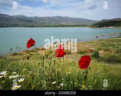 Wunderschöne Landschaft mit gemeinen Mohnblumen im Vordergrund und Bergsee im Hintergrund Stockfoto