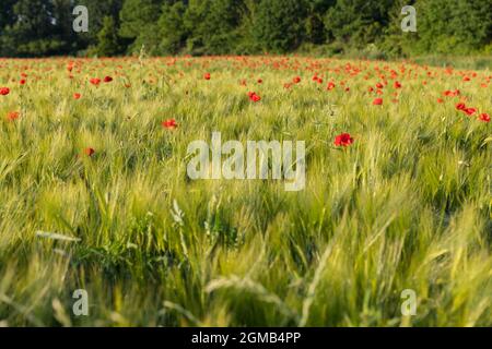 Feld von roten Mohnblumen zwischen den Kornfeldern Stockfoto