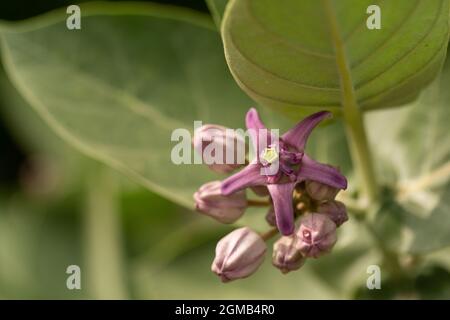 Die grünen Blätter und lila Blüten der Kronenblume. Stockfoto