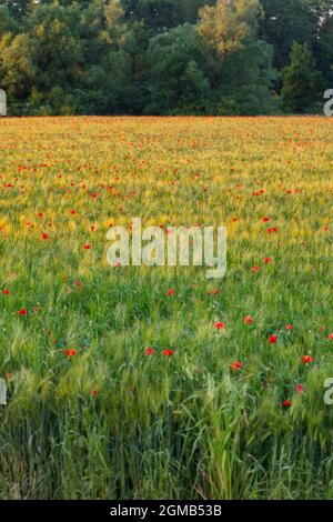 Feld von roten Mohnblumen zwischen den Kornfeldern Stockfoto